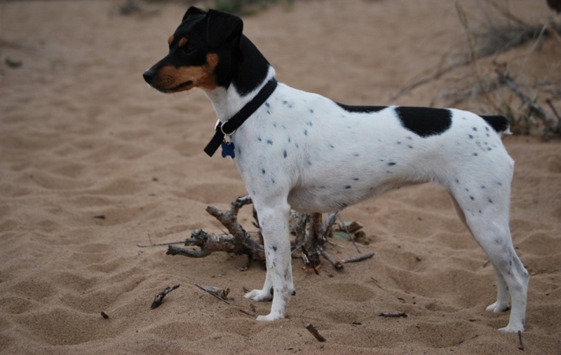 một chú chó sục brazil thân trắng đầu đen không có đuôi đứng trên bãi cát