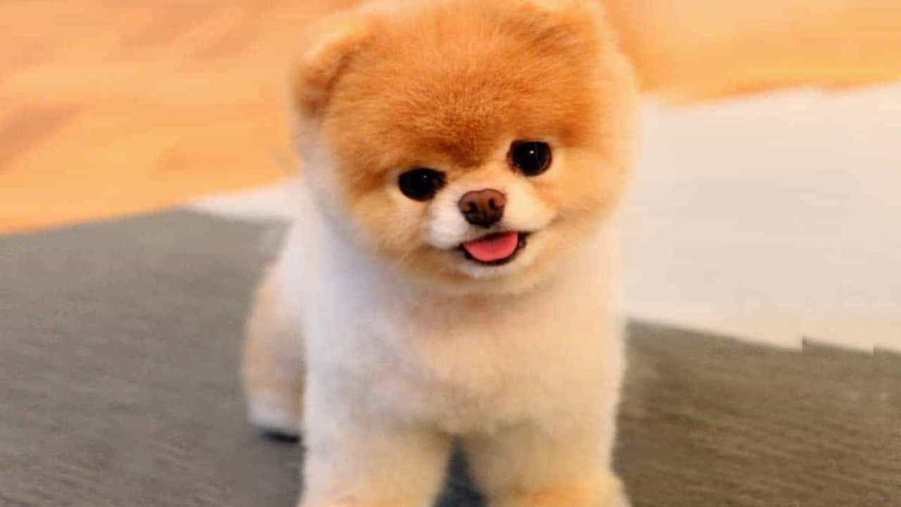Chó Boo - chú
