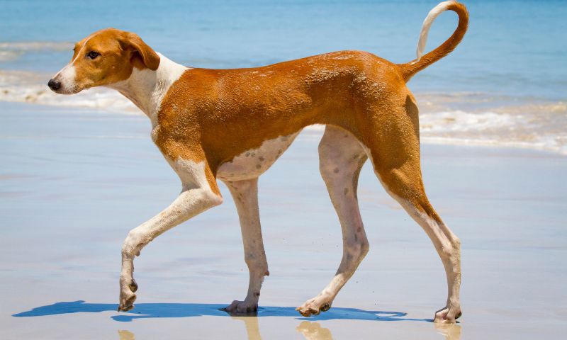 một chú chó châu phi azawakh thân hình khẳng khiu bước đi trên bãi biển