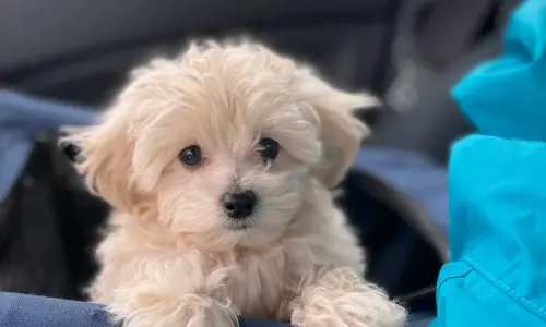 Chia sẻ trải nghiệm thực tế: 3 tháng đầu nuôi Maltipoo – vui, mệt, và vô cùng đáng giá