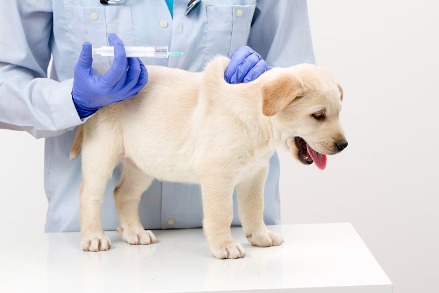 Bạn cần lưu ý về số mũi và loại vắc xin đã tiêm của chó trước khi mua để đảm bảo an toàn