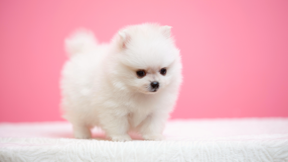 một chú chó teacup pomeranian màu trắng xinh xắn