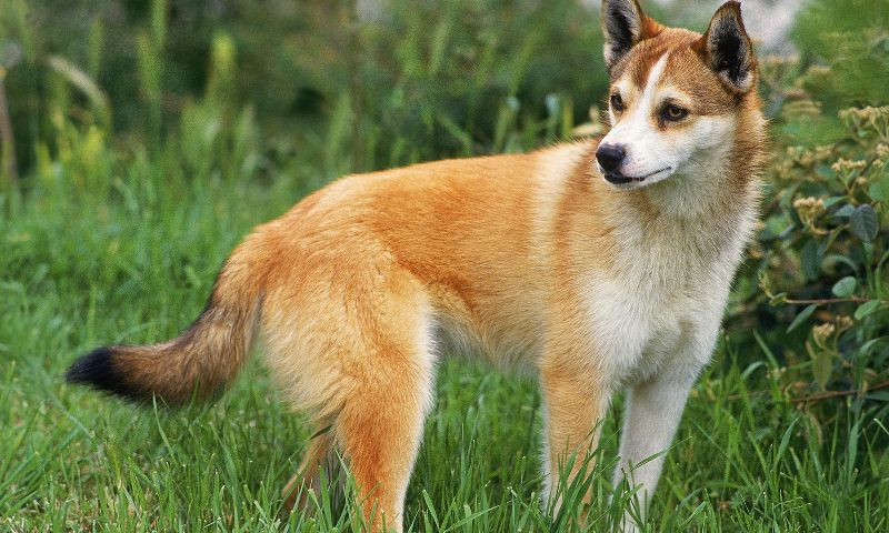một chú chó lundehund trông giống như con cáo 