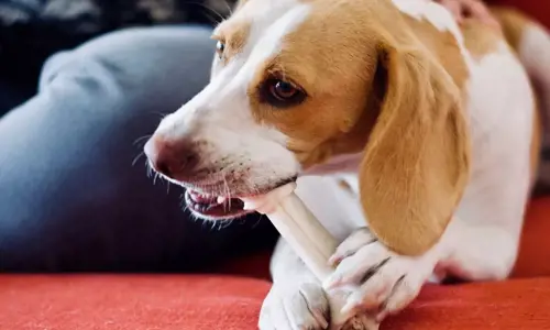 Những thói quen chăm sóc sai lầm khiến chó ngày càng dữ mà có thể bạn không biết