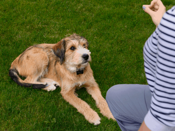 3 cách đơn giản để huấn luyện chó dữ trở nên hiền lành