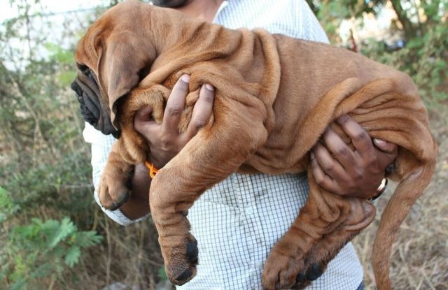 một người bế chú chó mastiff hàn quốc màu nâu trên tay