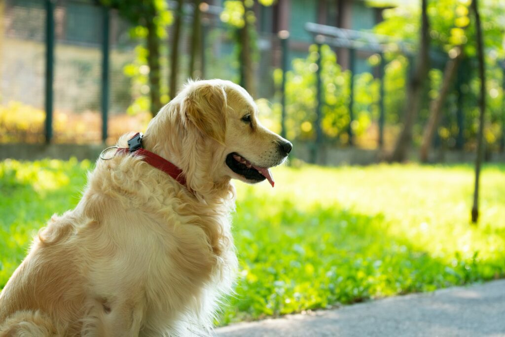 một chú chó golden retriever đeo vòng cổ màu đỏ ngồi bên vệ đường