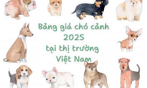 Các loại chó cảnh giá bao nhiêu? Bảng giá chó cảnh tại Hà Nội và các thành phố lớn ở Việt Nam