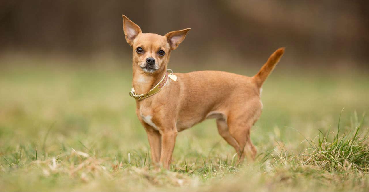Chihuahua lai cũng là giống chó có giá thành tương đối rẻ