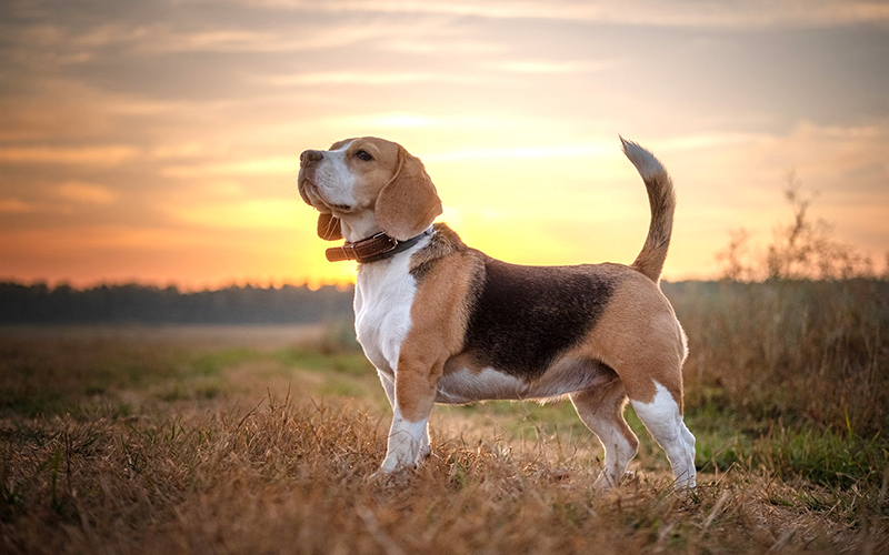 một chú chó beagle tam thể đứng trên bãi cỏ dưới hoàng hôn