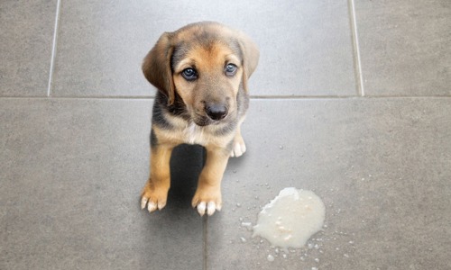 Chó bị nôn mửa: Nguyên nhân do đâu? Xử lý thế nào?