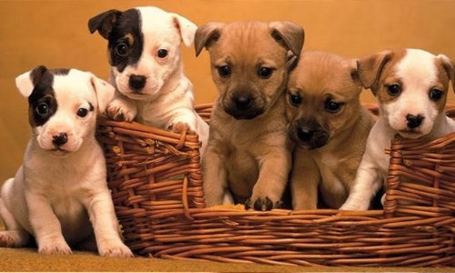 Tự tiêm thuốc cho chó tại nhà. Nên hay không?