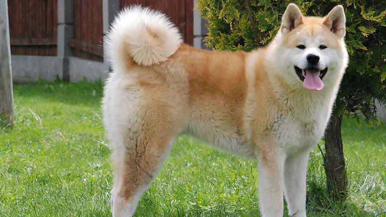  6 giống chó được coi là quốc khuyển của Nhật Bản
