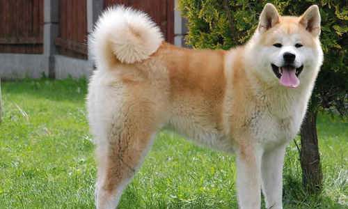  6 giống chó được coi là quốc khuyển của Nhật Bản