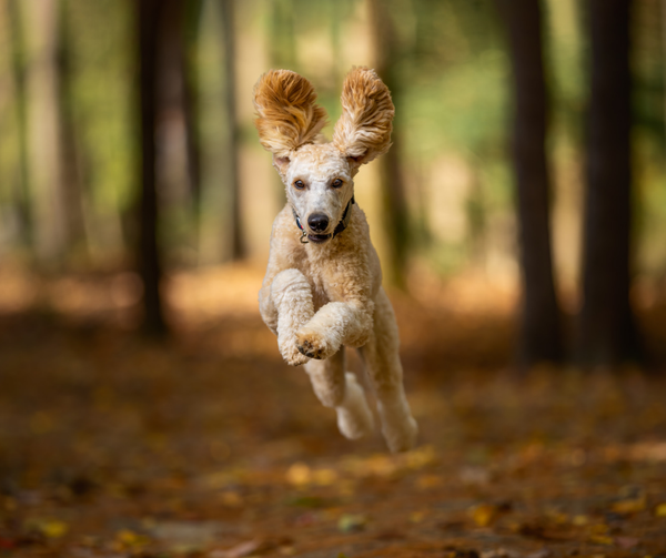 Những chú chó quen với nhiều loại âm thanh thường ít bị hoảng sợ khi gặp những tình huống bất ngờ