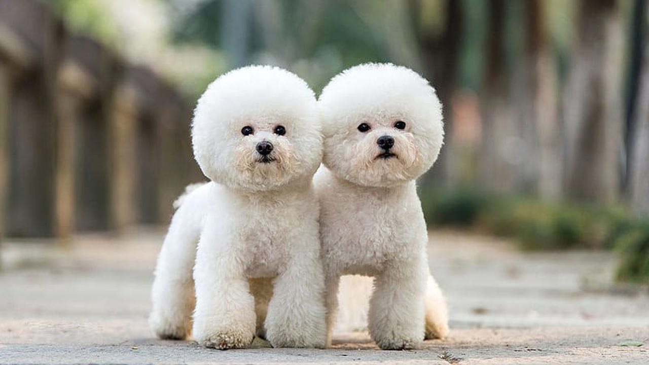 Chó Poodle trắng tinh khôi - Đặc điểm ngoại hình và tính cách