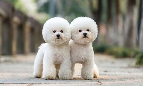 Chó Poodle trắng tinh khôi - Đặc điểm ngoại hình và tính cách