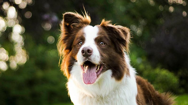 hình ảnh một chú chó border collie mắt long lanh rực rỡ