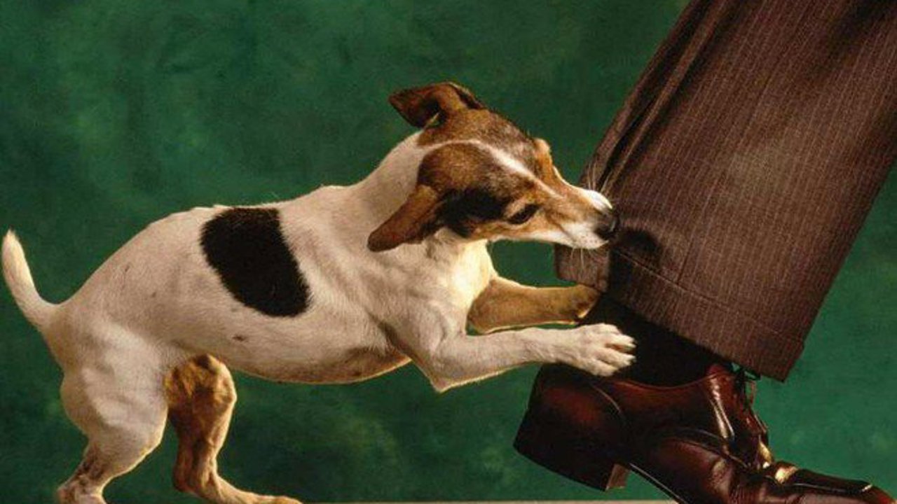 Top 7 giống chó giữ nhà được ưa chuộng nhất hiện nay