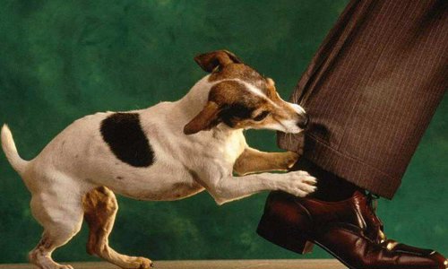 Top 7 giống chó giữ nhà được ưa chuộng nhất hiện nay