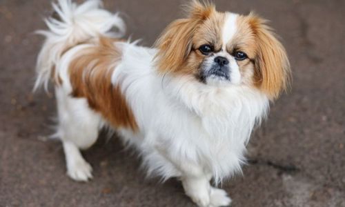 Tìm hiểu tất tần tật về chó Bắc Kinh