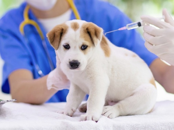 Nguyên nhân và cách điều trị chó bị viêm da