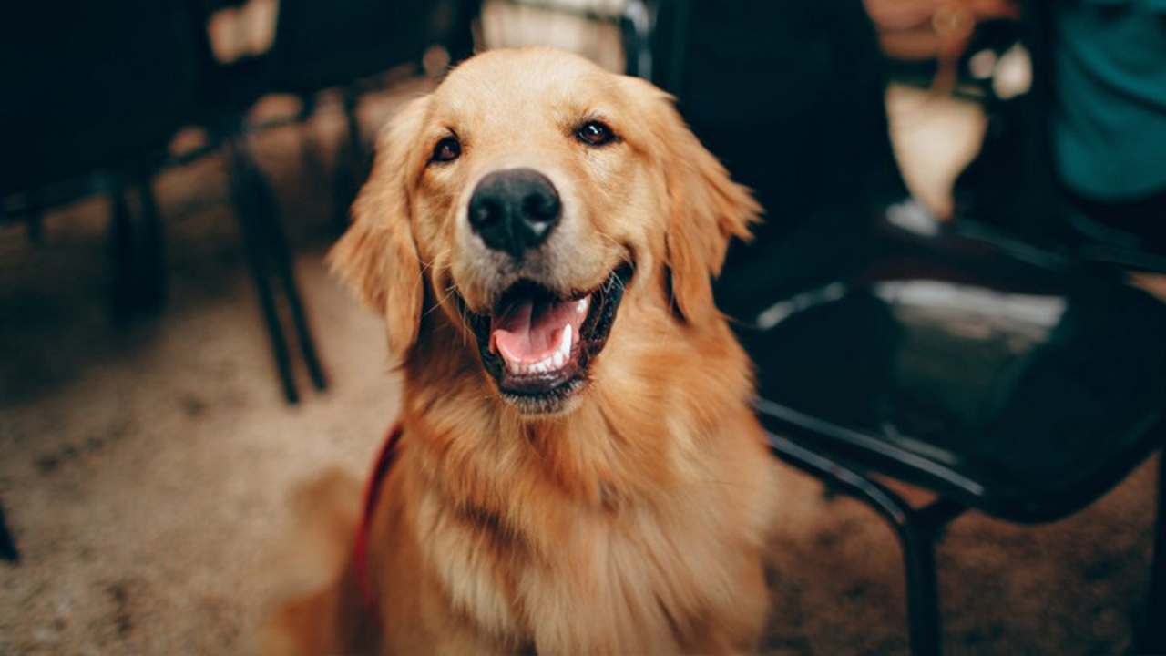 Nuôi chó là một liệu pháp chữa trầm cảm hiệu quả