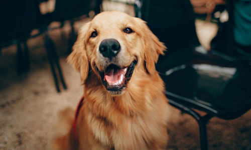 Nuôi chó là một liệu pháp chữa trầm cảm hiệu quả