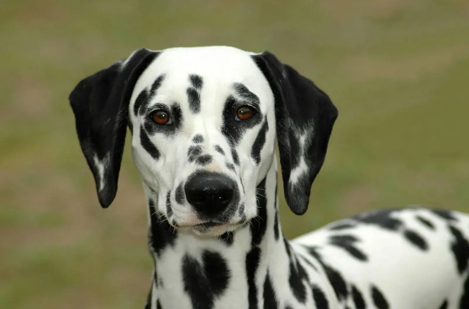 ảnh chụp cận mặt chú chó đốm dalmatian mắt màu nâu to tròn