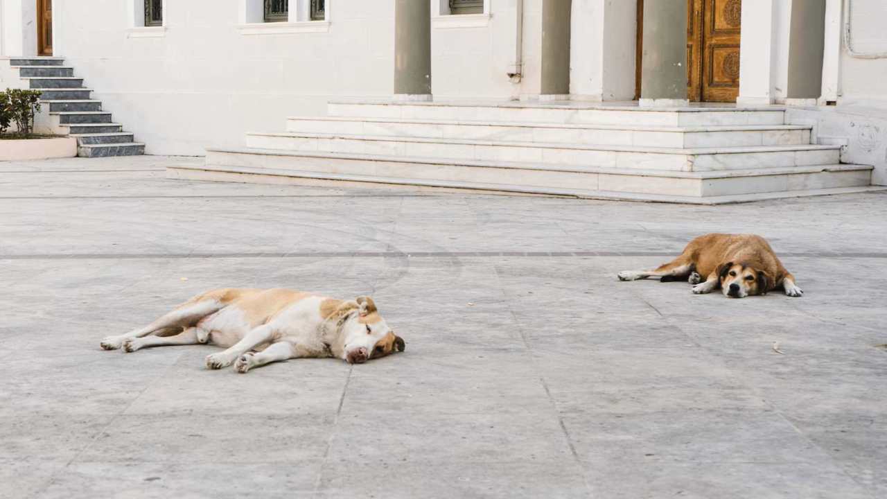 Top 5 căn bệnh thường gặp ở chó: nguyên nhân, dấu hiệu và cách điều trị