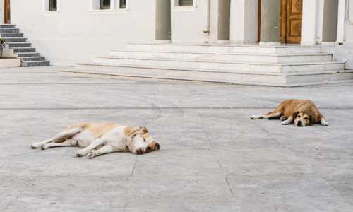 Top 5 căn bệnh thường gặp ở chó: nguyên nhân, dấu hiệu và cách điều trị