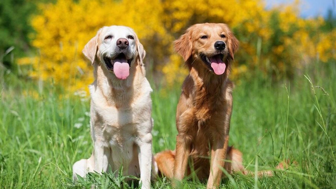 So sánh chó Labrador và Golden Retriever: giống nào khôn và dễ nuôi hơn?