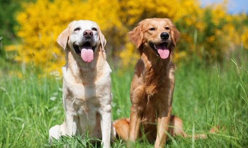 So sánh chó Labrador và Golden Retriever: giống nào khôn và dễ nuôi hơn?