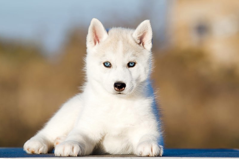 chó alaska màu trắng mắt xanh nằm trực diện