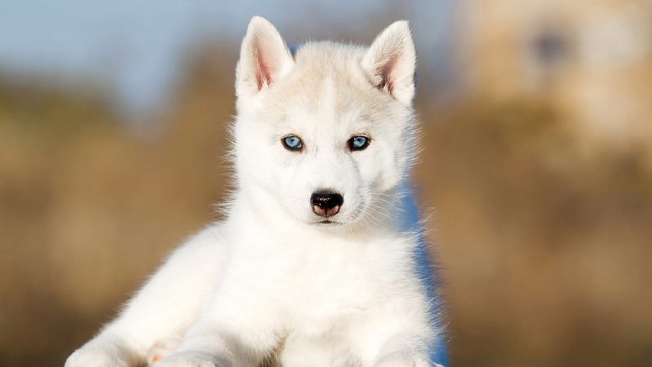 Chăm sóc lông chó đúng cách: Lịch trình và bí quyết giữ bộ lông bóng mượt