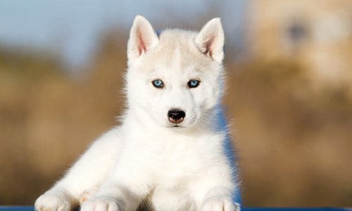 Chăm sóc lông chó đúng cách: Lịch trình và bí quyết giữ bộ lông bóng mượt