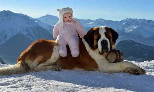 7 giống chó to lớn nhất thế giới gây ấn tượng cực mạnh