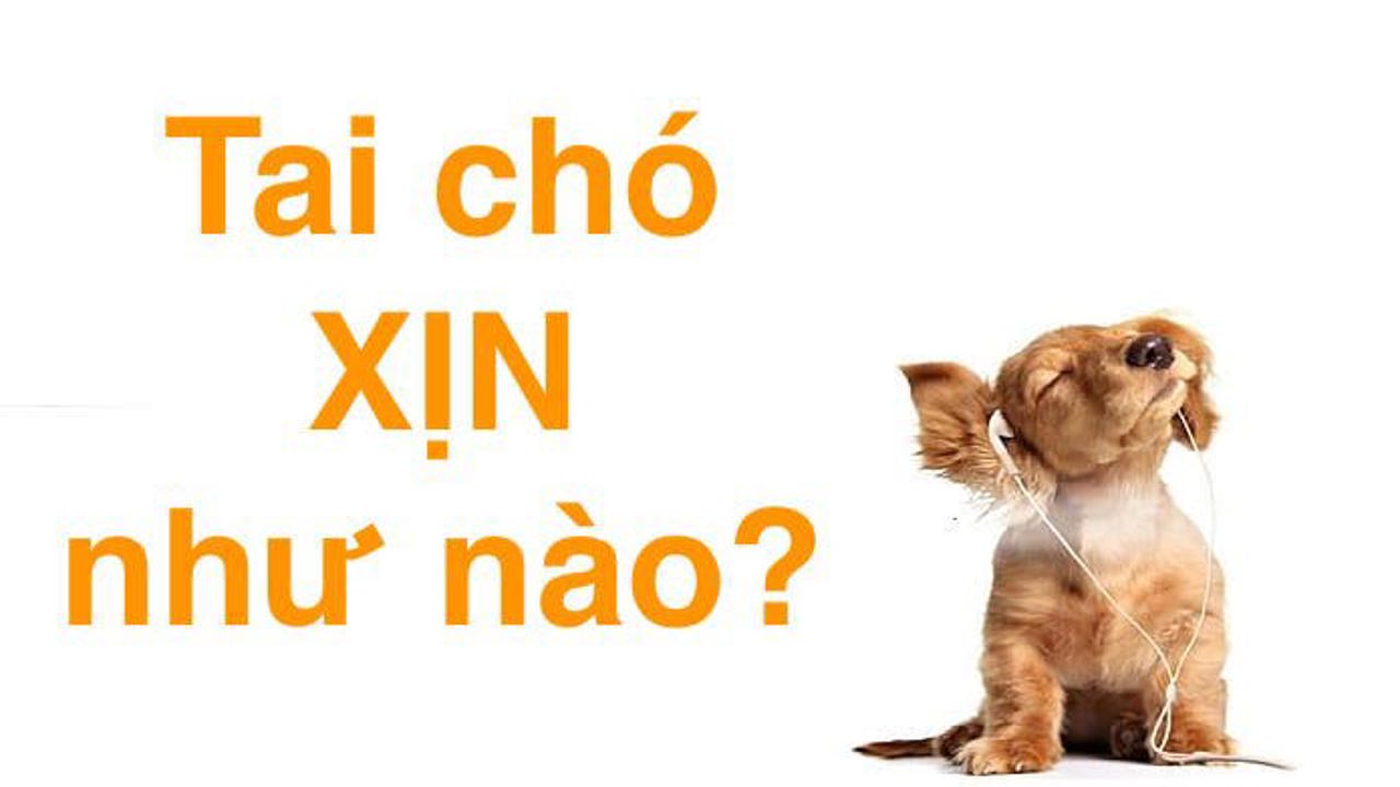 Thính giác của chó tốt đến nhường nào? Cùng tìm hiểu dưới góc độ khoa học nhé