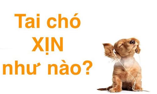 Thính giác của chó tốt đến nhường nào? Cùng tìm hiểu dưới góc độ khoa học nhé