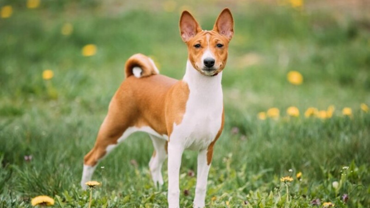 Top 5 giống chó săn nổi tiếng được ưa chuộng nhất hiện nay