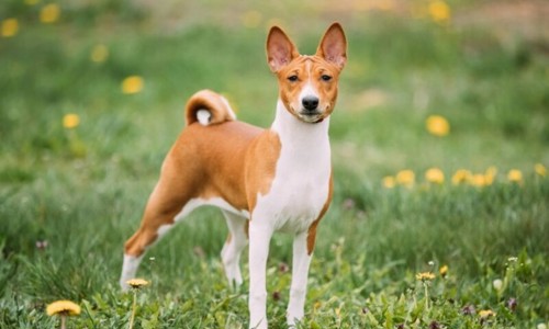 Top 5 giống chó săn nổi tiếng được ưa chuộng nhất hiện nay