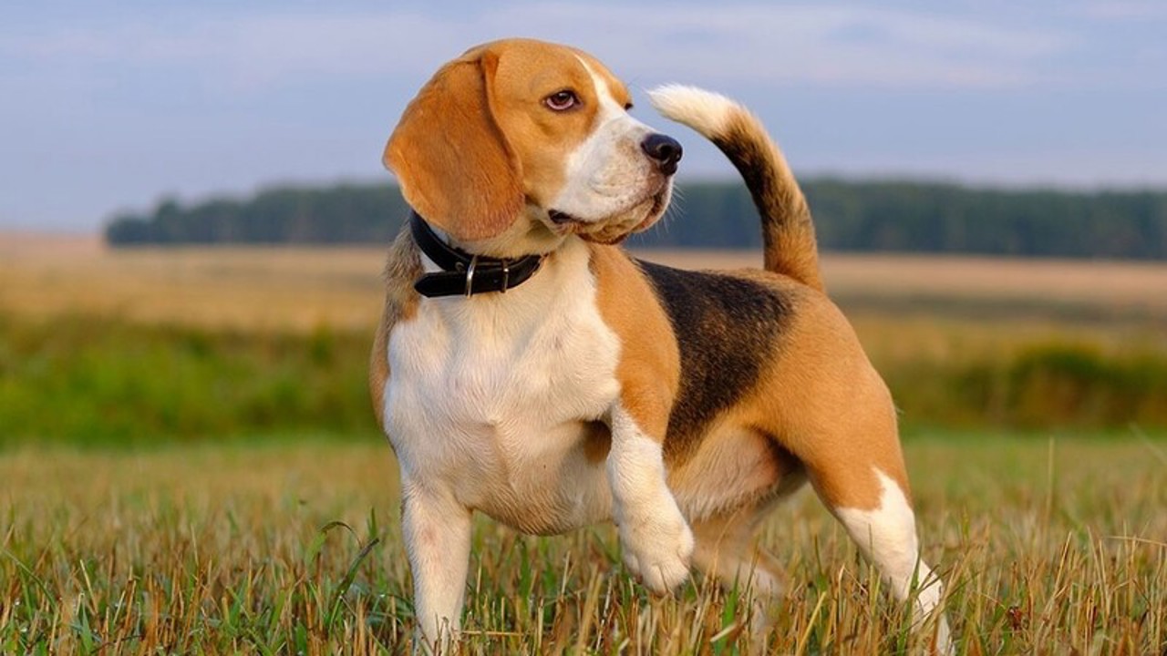 Điểm danh những giống chó bướng bỉnh đầy cá tính