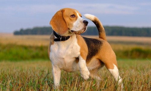 Điểm danh những giống chó bướng bỉnh đầy cá tính