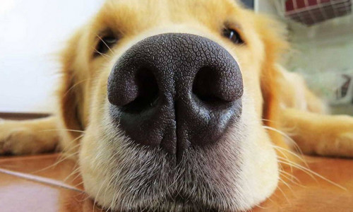 Bạn có biết 10 mùi hương mà chó ghét cay ghét đắng không?