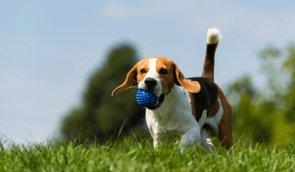 Sau khi chuyển nhà, bạn nên cho chó thời gian để tự do khám phá không gian mới theo cách riêng của chúng