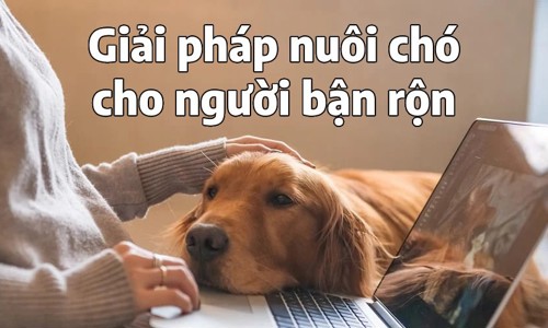 Cách nuôi chó khi đi làm cả ngày mà cún không buồn