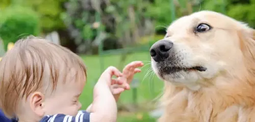 Những thói quen chăm sóc sai lầm khiến chó ngày càng dữ mà có thể bạn không biết 