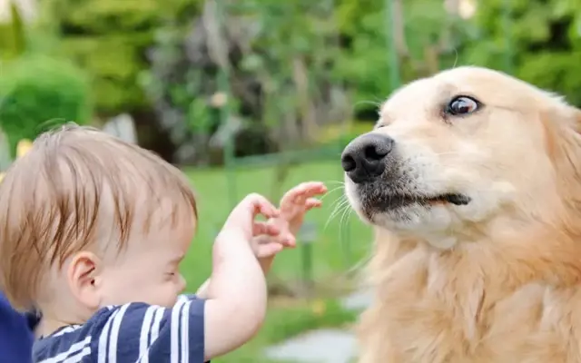 Những thói quen chăm sóc sai lầm khiến chó ngày càng dữ mà có thể bạn không biết 