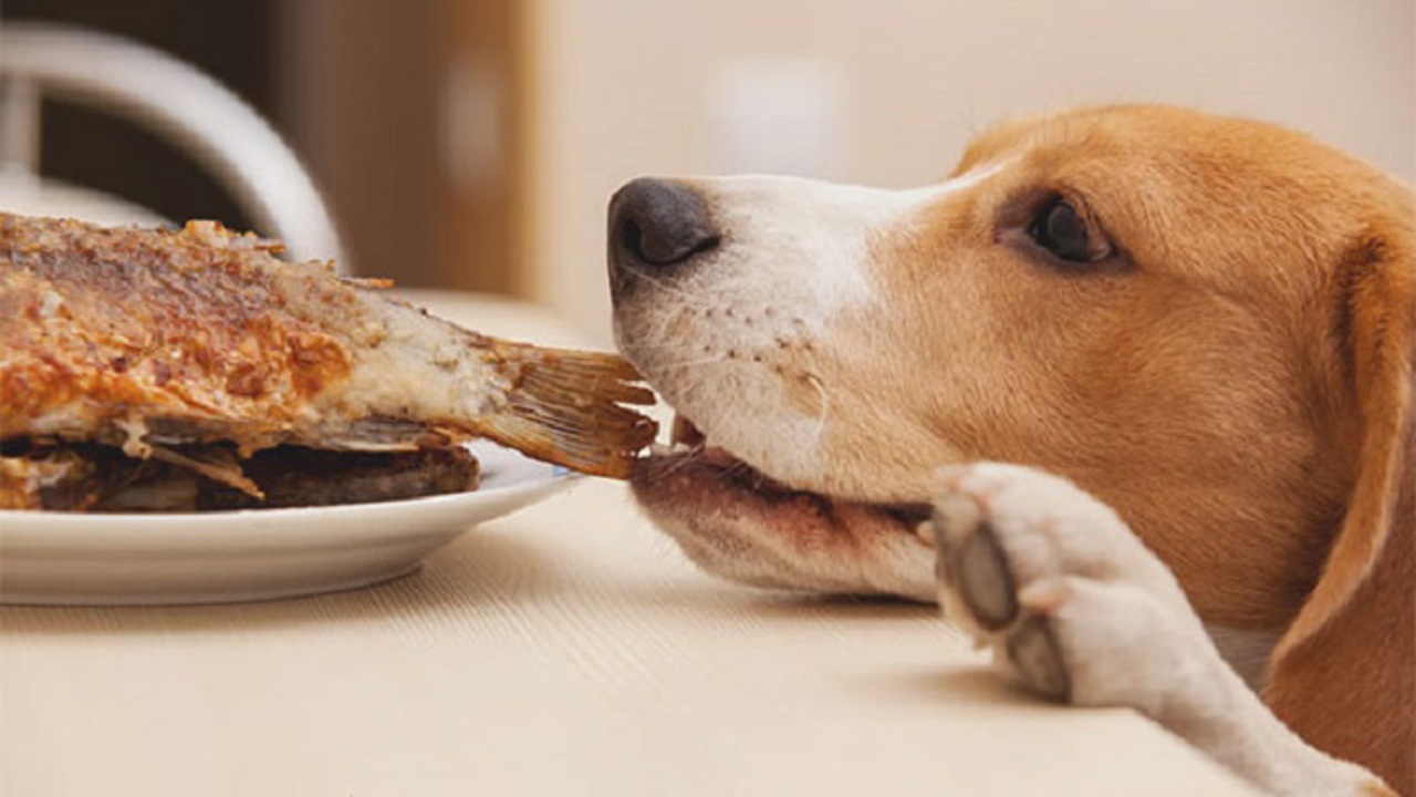 Tăng cường sức khoẻ cho cún cưng của bạn với Protein