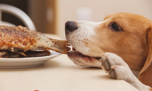 Tăng cường sức khoẻ cho cún cưng của bạn với Protein